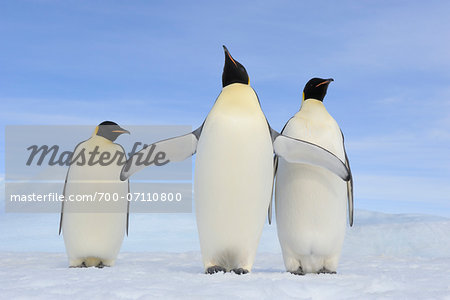 Three Adult Emperor Penguins (Aptenodytes forsteri), Snow Hill Island, Antarctic Peninsula, Antarctica