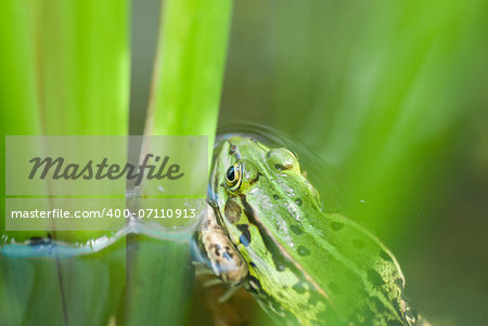 One Leopard frog poking head out of pond.