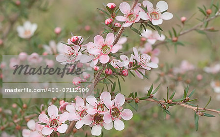 Beautiful pink flowers of Leptospernum Australian native spring wildflower live in natural environment