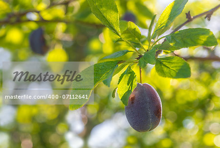 Plum on a branch  (Annapolis Valley, Nova Scotia, Canada)