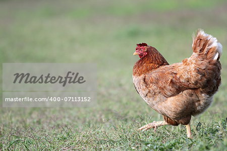 colorful hen walking in the farmyard - side view