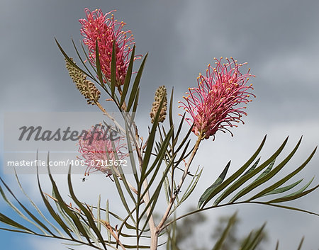 Australian grevillea pink flower flowerheads and buds against grey storm cloudy sky