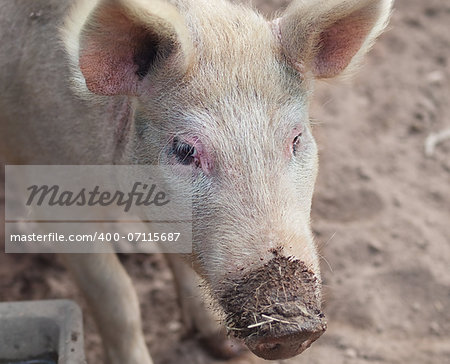 portrait of pig live animal on a farm with muddy snout