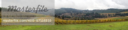 Dundee Oregon Vineyards on Rolling Hills with Morning Fog in Fall Season Sweeping View Panorama
