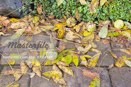 Fallen Black Walnut Tree Leaves and Fruits in Garden Backyard in Autumn