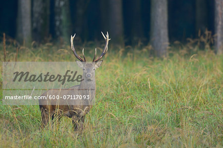 Portrait of Red Deer (Cervus elaphus) in Autumn, Germany