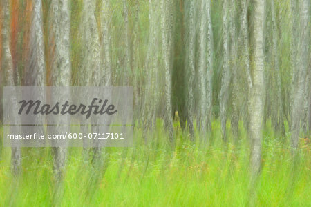 Blurred Birch Forest, Biosphere Reserve, Lusatia, Saxony, Germany