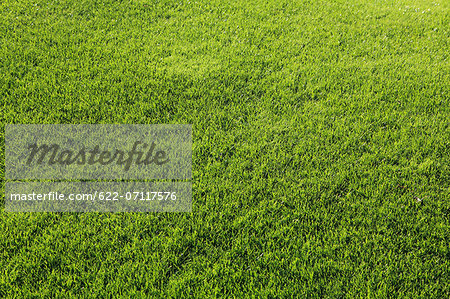 Lawn