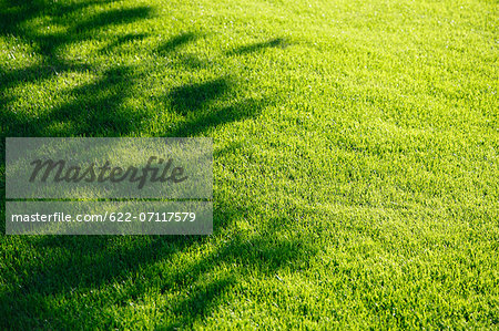 Tree shadows on lawn