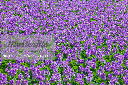 Water hyacinth field at Suijo park, Saitama Prefecture