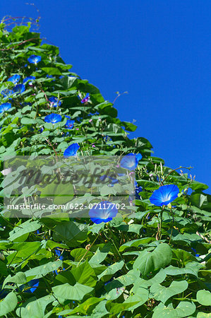 Morning glory flowers and sky