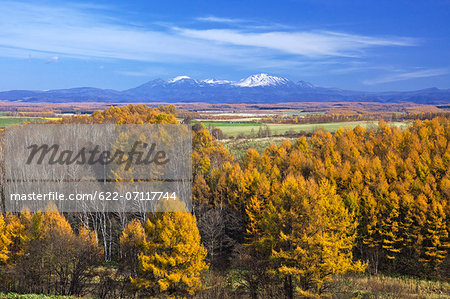 Mt.Asahi and larch forest, Hokkaido