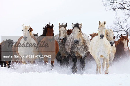 Horses running in the snow, Hokkaido