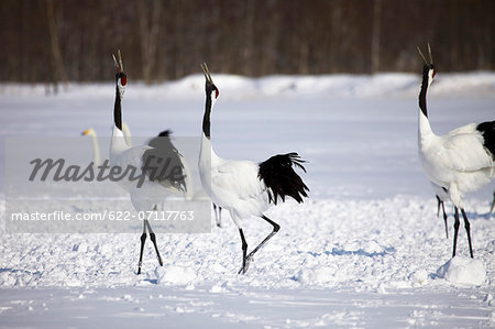 Cranes on snow, Hokkaido