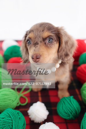 Chihuahua and Miniature Dachshund mixed pet