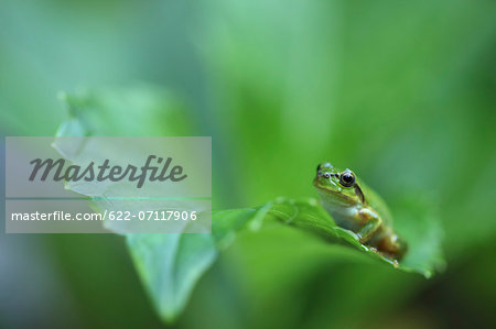 Frog on morning glory leaf