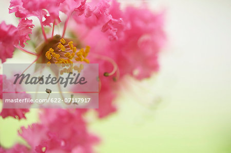 Crape myrtle Crape myrtle