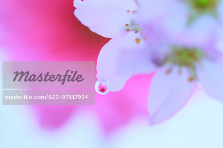 Water droplets on cherry blossoms Water droplets on cherry blossoms