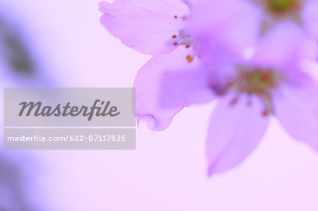 Water droplets on cherry blossoms