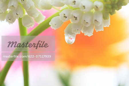 Water droplets on Muscari