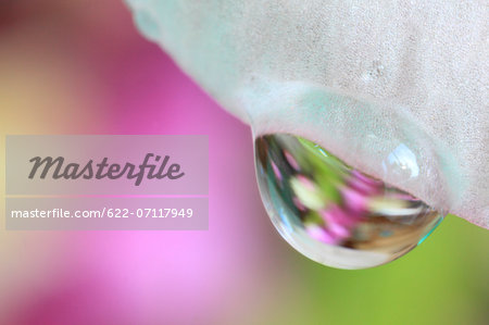 Close up of water drops on flower