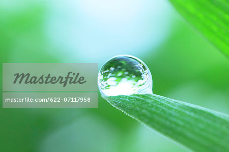 Water droplet on leaf Water droplet on leaf