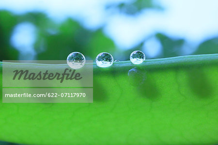 Water droplets on pea Water droplets on pea