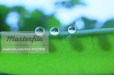 Water droplets on pea