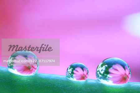 Water droplets on pea