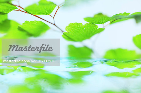 Green leaves Green leaves