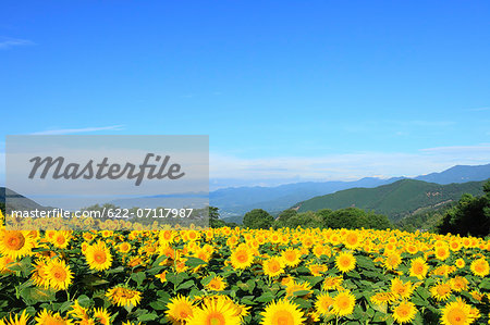 Sunflower field and sky