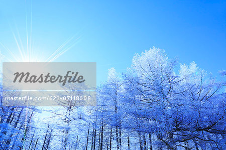 Rimed larch forest and sky, Nagano Prefecture