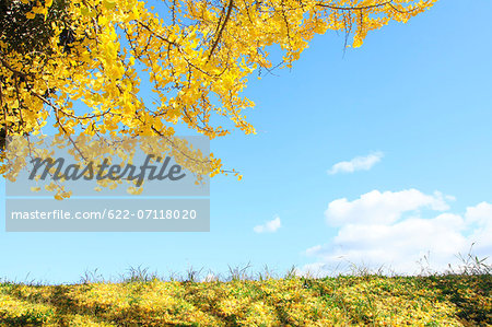 Ginkgo biloba grassland and sky