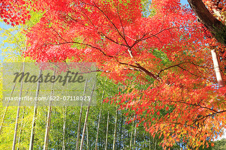 Bamboo forest and red maple leaves, Shizuoka Prefecture