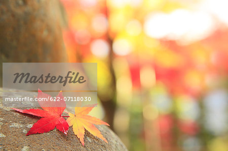 Maple leaves on a rock, Shizuoka Prefecture Maple leaves on a rock, Shizuoka Prefecture