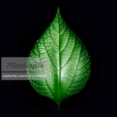 Green leaf on black background