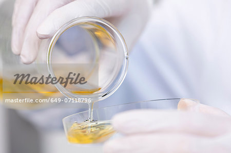 Flask with growth medium (agar-medium) being poured into petri dish. Bacterial growth
