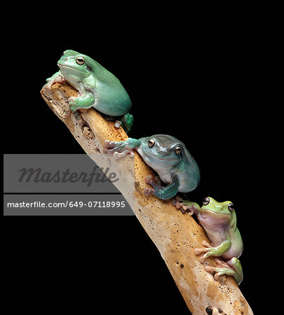 Three tree frogs on a branch