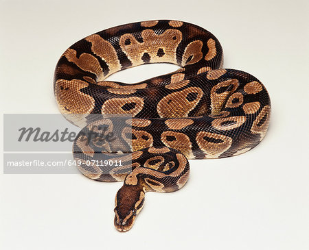 Royal Python/ Ball Python (Python regius), studio shot