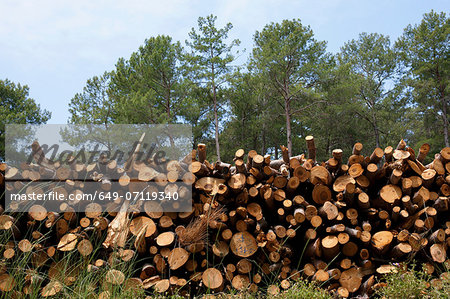 Large stack of firewood