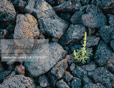 A Close Up Of A Small Green Shoot, A Plant Growing Among Volcanic Rocks. Solidified Lava Fields In The Craters Of The Moon National Monument And Preserve In The Snake River Plain In Central Idaho