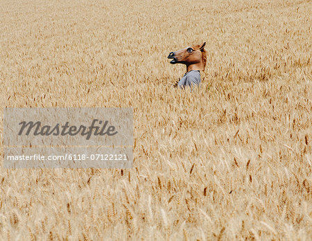 Wheat Fields In Washington. A Person Wearing A Horse Head Animal Mask Emerging Above The Ripe Corn.