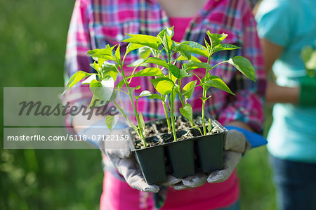 Organic Farm. Summer Party. A Young Girl Holding A Tray Of Young Rooted Seedlings.