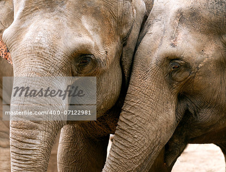 Closeup of the heads of two elephants