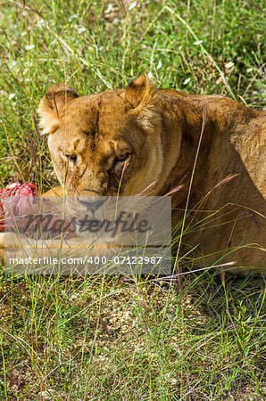 Female lion eat piece of raw meat