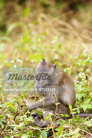 funny macaque monkey sitting and eating grass