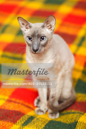 cute hairless oriental cat close up, peterbald