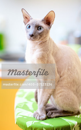 cute hairless oriental cat close up, peterbald