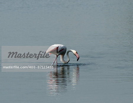 beautiful pink flamingos with long neck in the middle of the fresh water pond natural reserve 1