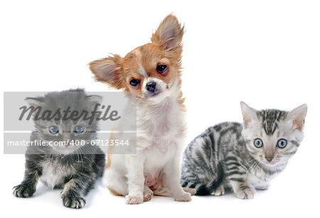 portrait of a cute purebred  puppy chihuahua and kitten in front of white background